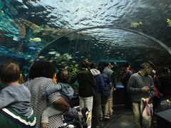 -瑞普利水族馆