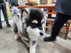 -老姐石板烧烤+铜炭火锅(总店)