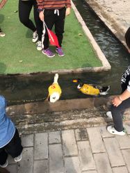 -上美四季动物农场