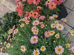 -绝城芋儿鸡(犀浦旗舰店)