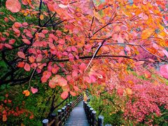 -黄花溪