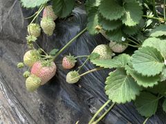 -大自然农场蔬菜草莓采摘园