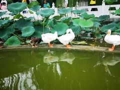 -丰台花园