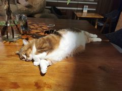 -咖法森林·咖啡  酒吧(天河店)