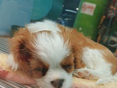 -FAELING PETS美天灵宠物(合生汇店)