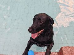 -帕帕拉兹宠物(亚洲旗舰店)