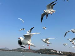 -无锡梅园公园