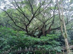 -广州市石门国家森林公园