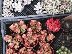 -三圣花乡旅游区