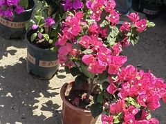 -中环花鸟鱼虫市场