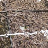 麻辣爽口无辣不欢经济实惠的辣炒钉螺