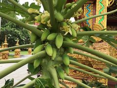 -西双版纳总佛寺