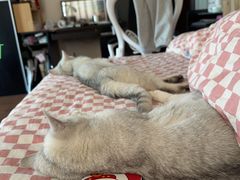 -猫大福·Fortune Cat猫舍(百子湾店)