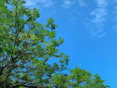 -银湖山郊野公园-相思林