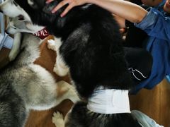 -Husky Go! 哈士奇体验馆·宠物咖啡厅狗咖