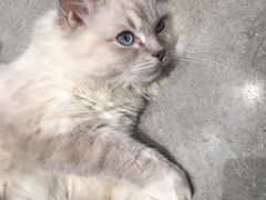 -瞄一喵猫咖(格力海岸店)