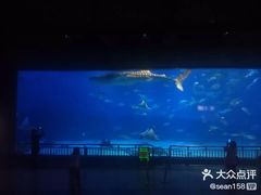 -烟台海昌鲸鲨海洋公园