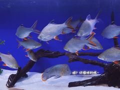 -沙沙哗啦海洋馆(华宇百花谷店)
