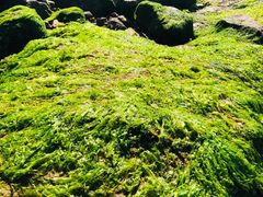 -青岛第三海水浴场