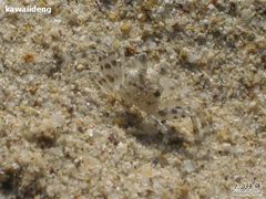 -西涌国际滨海旅游区