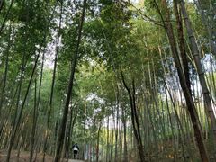 -广州市石门国家森林公园