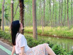 -合肥滨湖国家森林公园