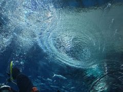 -海合安武汉极地海洋公园