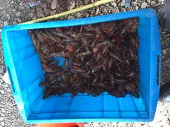 -同銮特种养殖场·龙虾垂钓