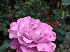 -人民公园(罗湖区)