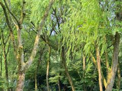 -西湖风景区十里琅珰-五云山