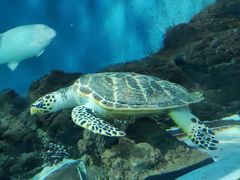 -上海海洋水族馆