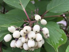 -陆地游轮吉林神农温泉