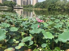 -新江湾城公园