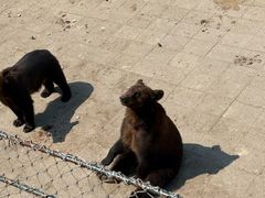 -大连森林动物园