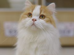 -猫和宫(六道口店)