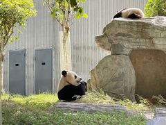 -卧龙中华大熊猫苑神树坪基地