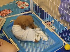 -翊宠yipet猫狗购宠庄园犬舍•猫舍