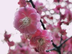 -杭州植物园