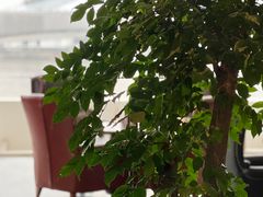 -白天鹅宾馆·月兔吧