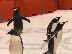 -冰纷万象滑冰场(沈阳万象城店)