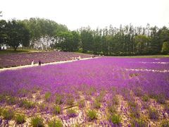-富田农场