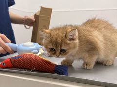 -宠物星动物医院·眼科·异宠·猫科(江南大道总院)