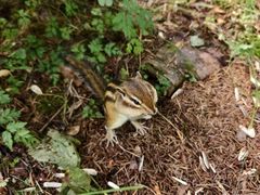 -五营红松林海景区