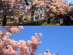-上海辰山植物园