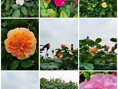 -上海辰山植物园