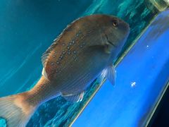 -大嶝英雄三岛战地观光园