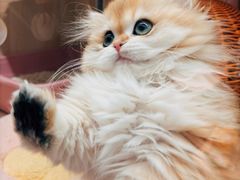 -momokira米努特·德文卷毛猫·棉花面纱犬