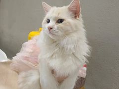 -藏猫猫咖啡主题馆(中央大道店)