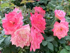 -人民公园(罗湖区)