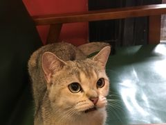 -猫色咖啡·猫咖